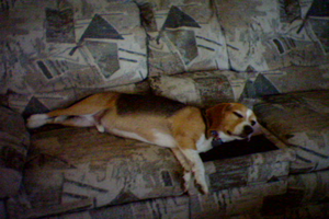 Bailey